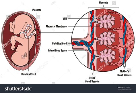 Human Fetus Placenta Anatomy Diagram All Stock Illustration 612963017 Shutterstock