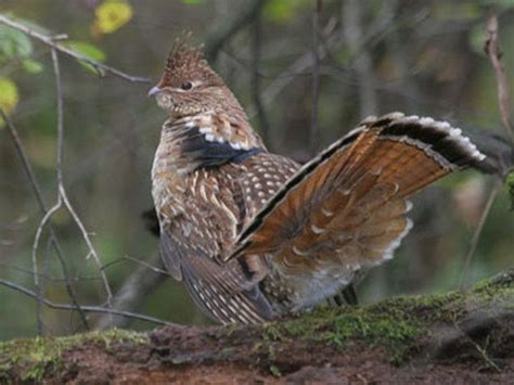 Ruffed Grouse Aves Pinterest