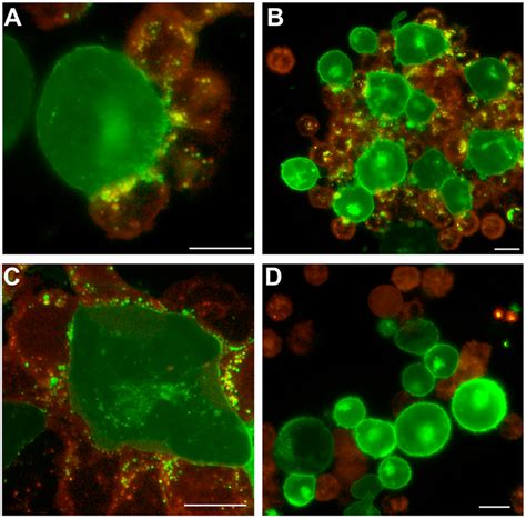 Fluorescence microscopy showing trogocytosis induced with... | Download ...