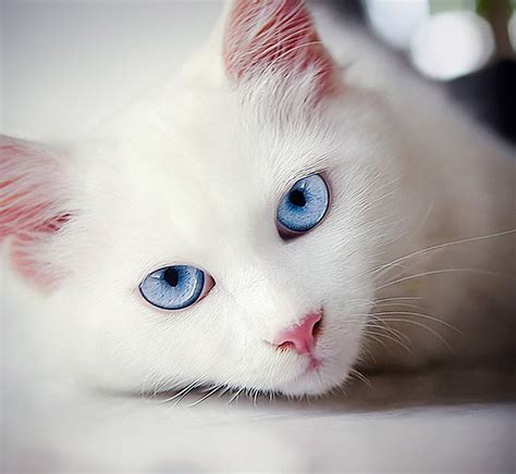 White Cat Breeds Blue Eyes - Pets Lovers