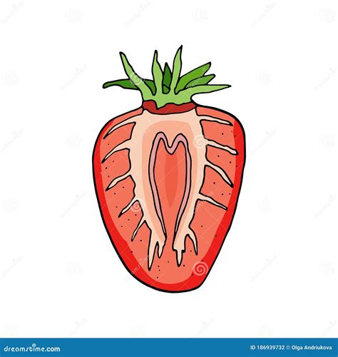 Red Strawberry Slice Vector Illustration Hand Drawn Colorful Cartoon