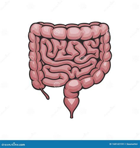 Digestive System Icon Human Intestines Stock Vector Illustration Of