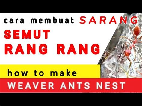 Cara Membuat Media Sarang Ternak Semut Rangrang Kroto How To Make