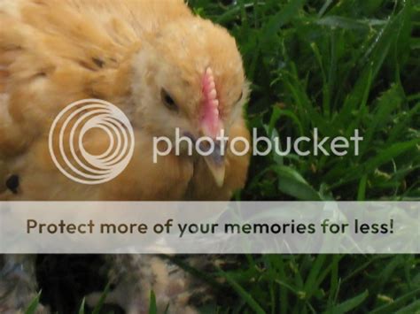 Ameraucana Cochin Experts Help Sex These Babies TONS Of Pictures BackYard Chickens