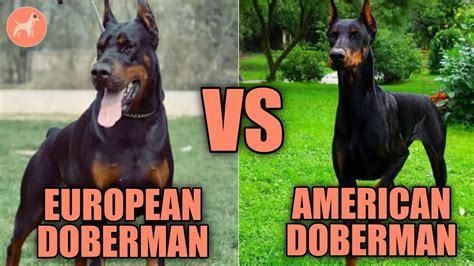 European Doberman Vs American Doberman A Side By Side Comparison