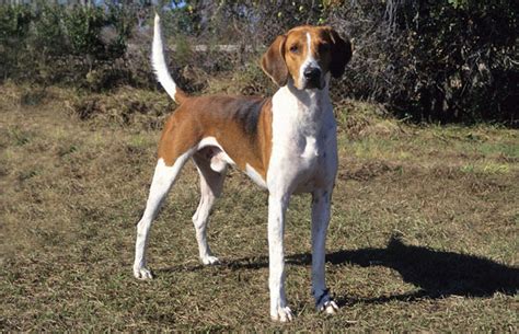 American Foxhound Breed Information Vetstreet Vetstreet