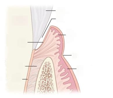 Ch 8 - Gingival Unit Diagram | Quizlet