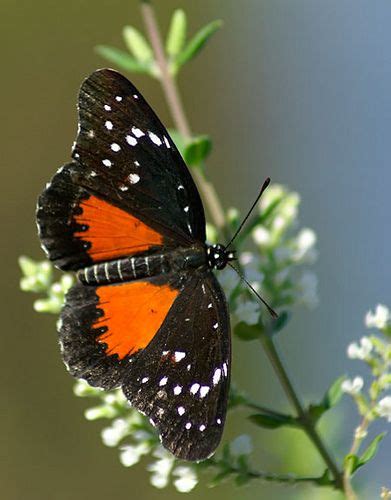 Crimson Patch | Butterfly species, Beautiful butterflies, Butterfly photos