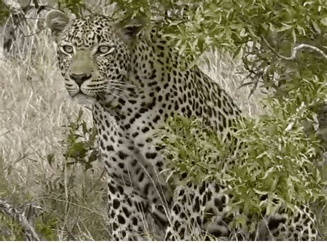 Hunt On For Prowling Leopards In Karnataka They Remain Elusive