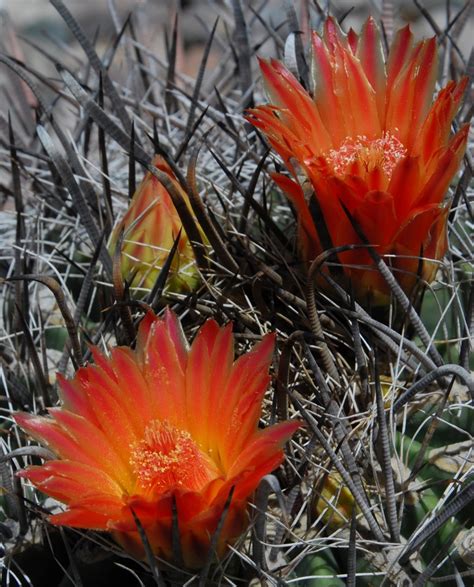 Flowers on a Barrel Cactus | Barrel cactus, Cactus and succulents, Bloom