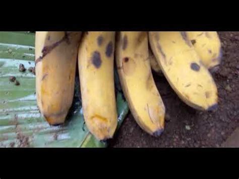 Akhirnya Matang Juga N Pisang Part Youtube