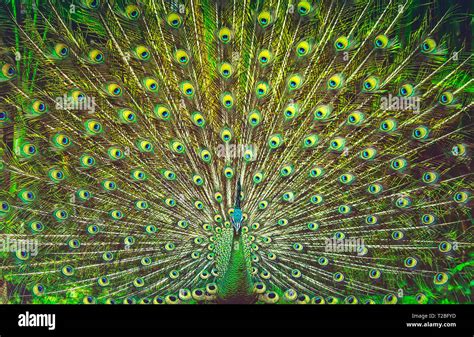 Amazing Peacock Tail Beautiful Colorful Bird Feathers Abstract