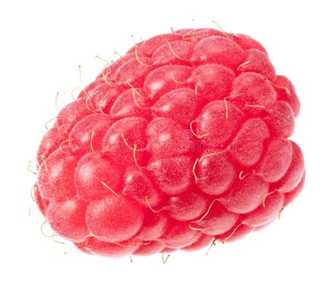 One Ripe Raspberry Isolated On White Background Macro Stock Image