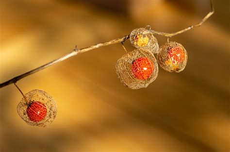 Amour En Cage Coqueret Du P Rou Ou Physalis Ou Lanterne Ja Flickr