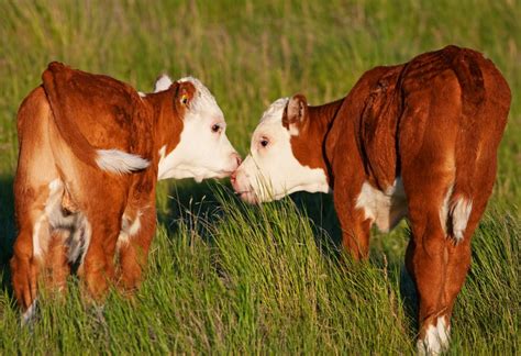 Mastite Bovina Quais S O Os Sintomas E O Tratamento Vansil