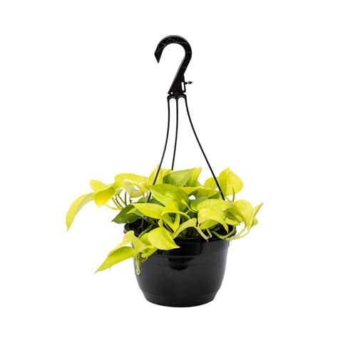 8 Pothos Neon Hanging Basket Vermeers Wholesale