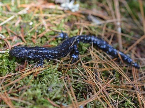 Les Salamandres Amphibiens Nord Côtiers Méconnus