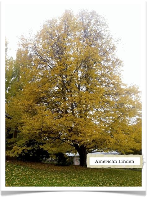 American Linden Tree Identification || Identifying Tilia americana