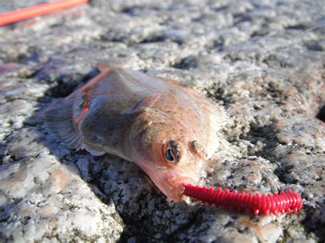 South East Lure Angling: A Dab Hand.....