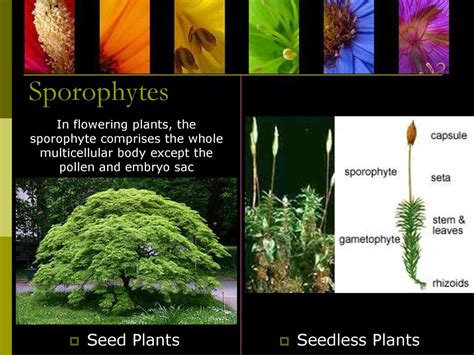 Introduction To Plant Reproduction Ppt Download