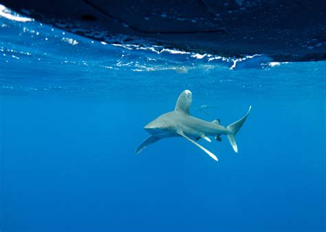 Oceanic Whitetip Shark (Carcharhinus longimanus) - ANGARI Foundation
