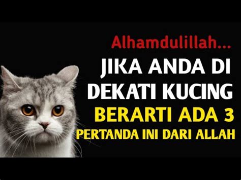 Jika Anda Didekati Kucing Ada Pertanda Ini Dari Allah Masyaallah