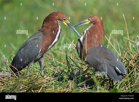 Tiger Herons Courting Hi Res Stock Photography And Images Alamy