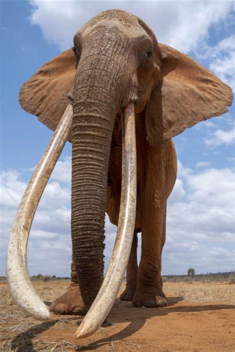 The Last Of Africa S Big Tusker Elephant Elephants Photos Elephant