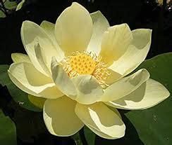 Organic Yellow Lotus Flower For Garlands Vase Displays Wreaths At