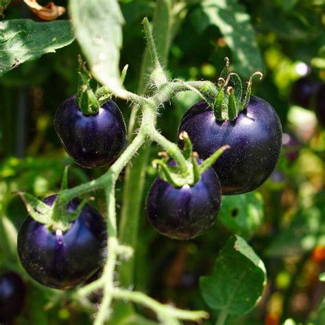 Tomate Indigo Rose Pepperberryfarm Flickr