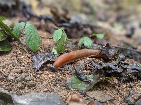 Are Slugs and Snails Harmful? • Insteading