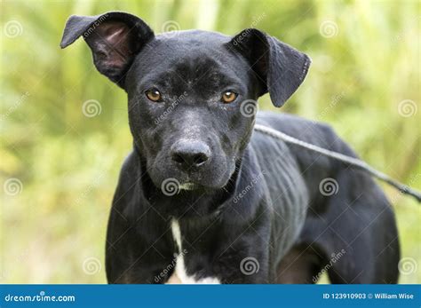 Skinny Black Lab Pitbull Mix Breed Dog Adoption Photograph Stock Image ...