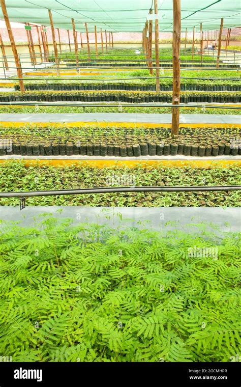 Vivero de plántulas fotografías e imágenes de alta resolución Alamy