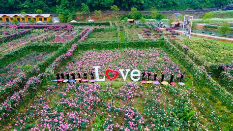 衢州市美丽城镇建设优秀案例⑪种好一朵花 带富一个村——新昌乡