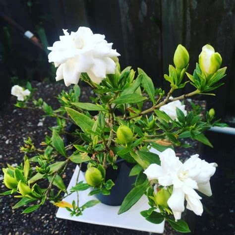 How To Grow Gardenias Indoors Top Care Tips Smart Garden Guide