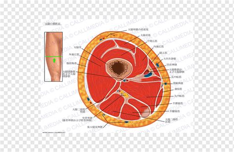 横断面大腿断面人体解剖学平面 解剖学 動脈 サークル png PNGWing
