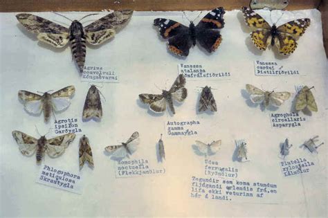 List Of European Butterflies And Moths