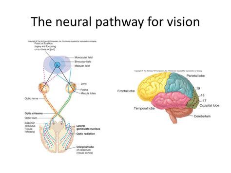 Ppt Sensory Physiology Powerpoint Presentation Free Download Id