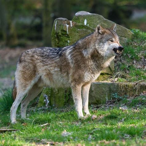 Eurasian Wolf | Canidés, Animaux, Felin