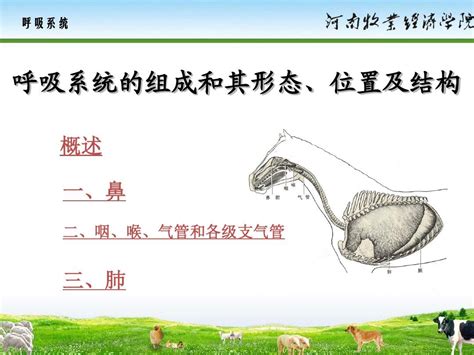 10 呼吸系统动物解剖生理word文档在线阅读与下载无忧文档