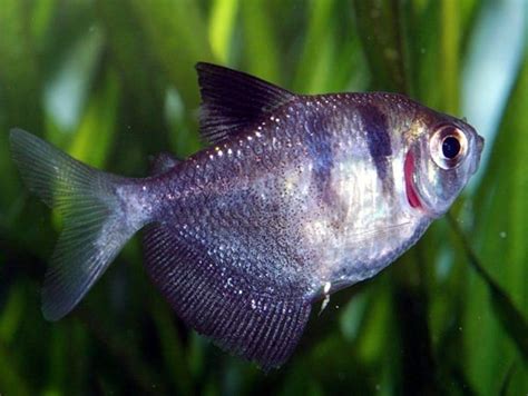 15 Exotic Freshwater Tropical Fish Species Information - Tail and Fur