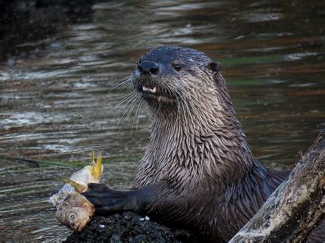 California Wildlife Photo of the Year Contest****