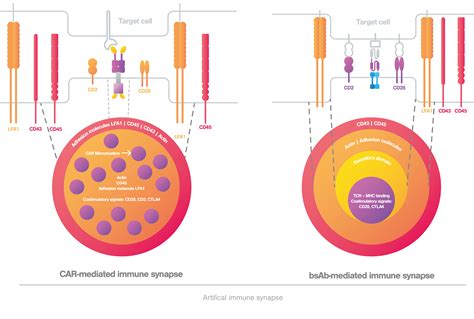 Chapter 3 What Is An Immune Synapse Lumicks