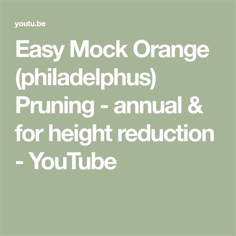 Easy Mock Orange (philadelphus) Pruning - annual & for height reduction ...