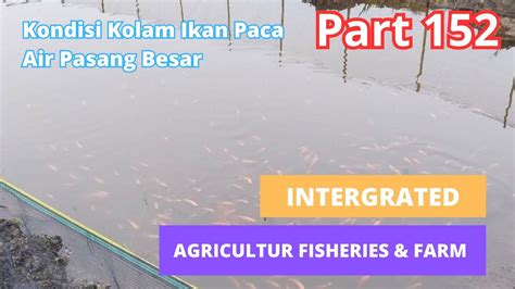 Pengelolaan Lahan Pertanian Pasang Surut Part Edisi Kondisi Kolam