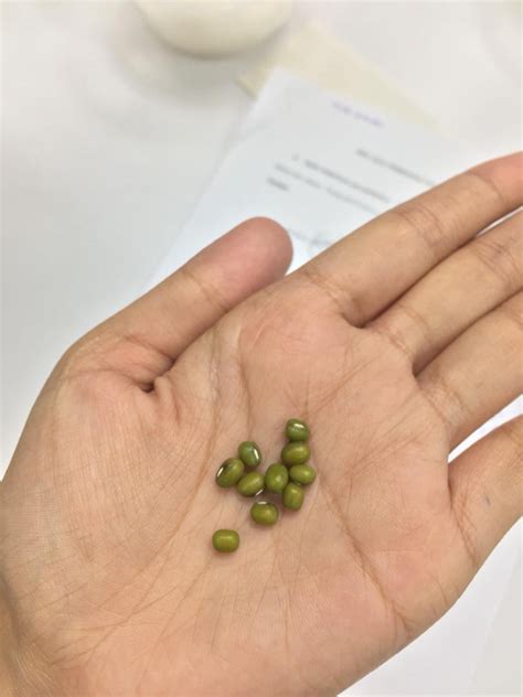 Struktur Biji Benih Kacang Hijau Produksi Benih Kacang Tanah