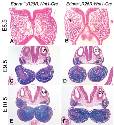 Histological Analysis Of Nccs In The Pharyngeal Arches Of Download