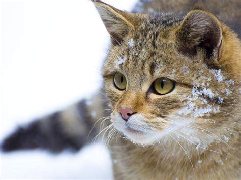 Eifeltiger auf der Pirsch Wildkatze erobert in NRW Lebensräume zurück