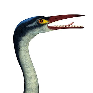 Fondos De Hesperornis Fotos Y Im Genes De Descarga Gratis Pngtree