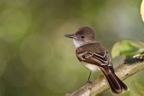 Alberto Lopez - Endemic Birds of Puerto Rico